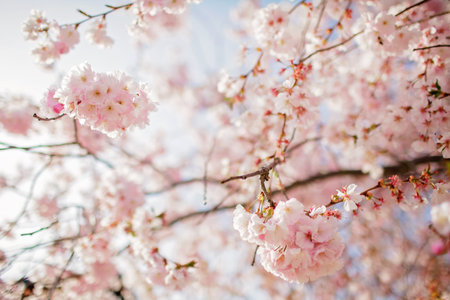Blooming sakura branch in the blossom garden. Happy spring vibes. Natural floral background in pink pastel colors. Selective focusの写真素材