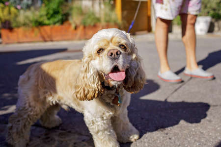 A small dog with his tongue hanging out. It is hot. The owner walks her on a leash on the street of a small town, veterinary and home pet careの写真素材