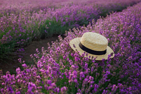 A bush of lavender with straw hat on it at lavender field. Purple flowers on the beautiful sunset. Calm landscape, escape to beauty of nature, summer travel and vacationの写真素材