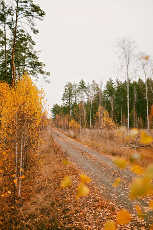 Beautiful road with dry leaves in fall forest. Dry grass and golden trees. Autumn vibes, outdoor lifestyle. Hello autumn, thinking and mental healthの写真素材