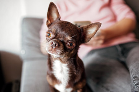 Close-up of Chihuahua, a short-haired brown dog, with various animated expressions, for digital emoji or advertisements for canine-related products. Space for textの写真素材