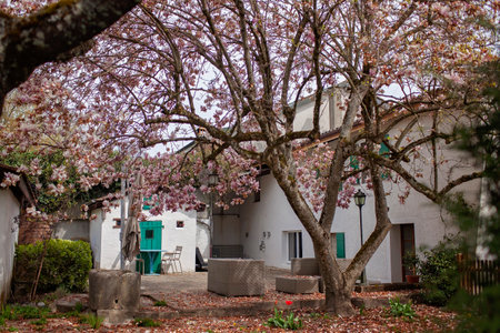 A peaceful courtyard with a blooming tree in full spring vibrancy, set against a traditional European house with green shutters, inviting relaxation and reflection in a quaint village settingの写真素材
