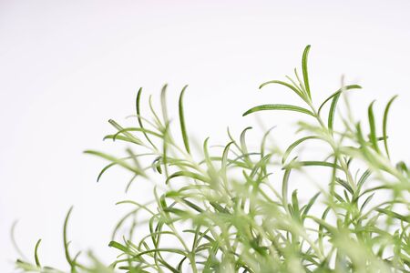 Rosemary green plant close up on white background の写真素材