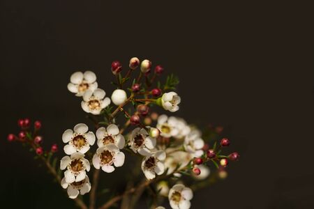White flowers and red blossoms on dark backgroundの写真素材