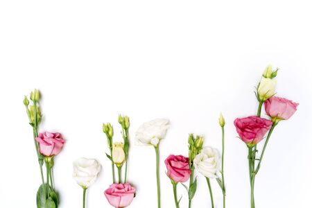 Flat lay flowers eustoma pink and white on white background isolatedの写真素材