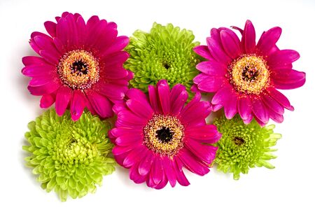 Flat lay green and pink chrysanthemum on white isolatedの写真素材