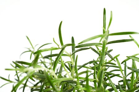 Rosemary plant close up on white backgroundの写真素材