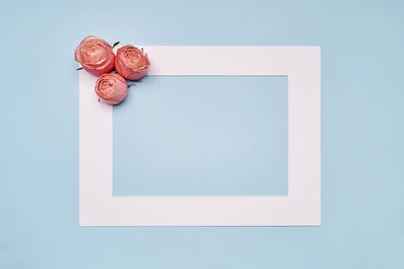 White frame with pink roses flowers on blue paper background