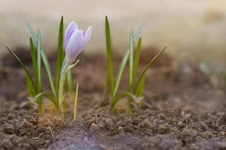 Crocus first spring flowers growing with sun lightの写真素材