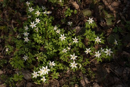 First spring white forest flowersの写真素材