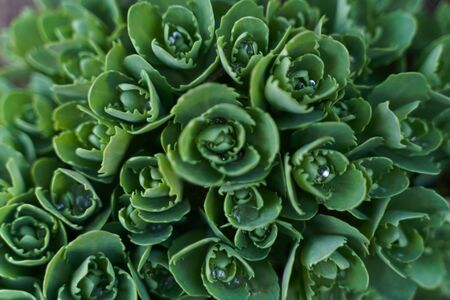 stonecrop green Plant with aqua drops Macro 