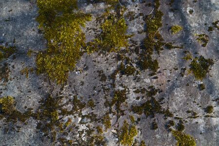 Moss on the stone wallの写真素材