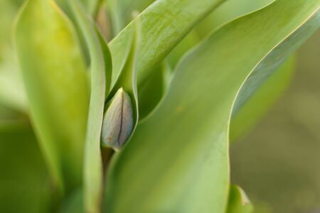 The young green bud of tulip flower growing の写真素材