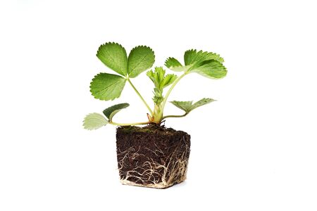 strawberry sprout green plant with root cope space isolated on white の写真素材