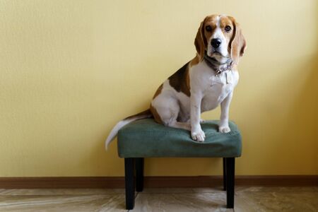 beagle dog sitting on the chairの写真素材