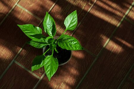 green plant paprika growingの写真素材