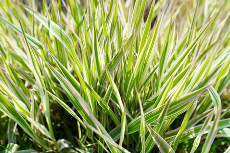 Green leaves sow thistle grass gardeningの写真素材