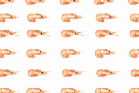 Shrimps pattern on white background flat layの写真素材