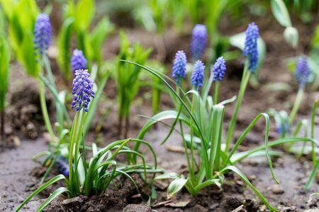 Grape Blue hyacinth Gardening in spring backyard の写真素材