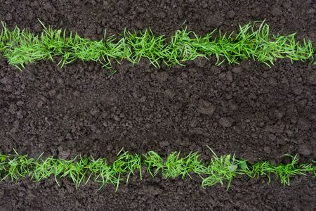 Onion young green plant growing in the ground flat lay