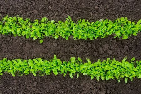 Salad young green plant growing in the ground in two lines flat layの写真素材