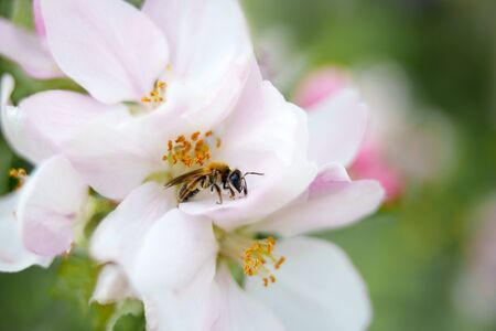 Apple tree white flowers and leaves on spring with bee in itの写真素材