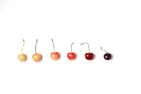 The gradient from yellow cherry to dark red cherry isolated on white background. Flat lay.