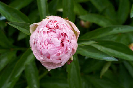 Big pink Bud of pion flower With green leaves and rain drops on green blurry backgroundの写真素材