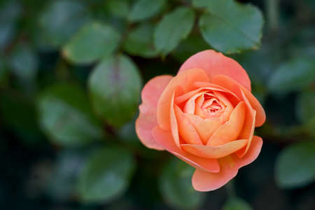 Pink rose flower with green leaves on green background blurry