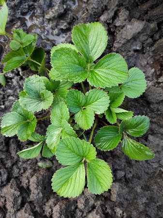 flat lay gardening strawberry sprout green plant in the ground
