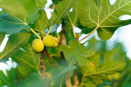 Green unripe figs hang on a branches between green fig leaves