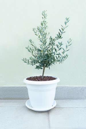 young olive tree in white pot next to the green pastel wallの写真素材