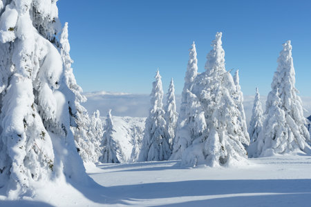 Winter mountain landscape. Fir trees under the snow. High quality photoの写真素材