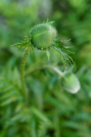 Green plant poppy flower bud . High quality photoの写真素材