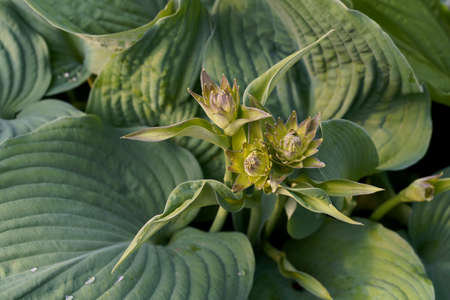 Close up Green hosta plant With bud of flowers gardening. High quality photoの写真素材