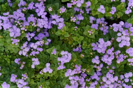 Small violet flowers with green leaves growing in the garden natural background . High quality photo