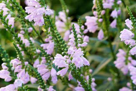 violet small flower with green buds macro shot natural light growing in the garden. High quality photoの写真素材