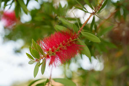 Strange red exotic tropical flower with green leaves. Close up shot. High quality photoの写真素材