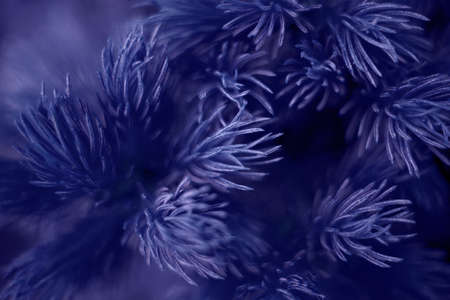 fir tree close up macro colourful violet pine evergreenの写真素材