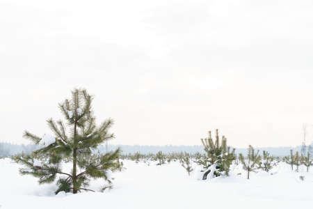 Winter snow landscape with young fir trees growing on the field, cloudy weather. High quality photoの写真素材