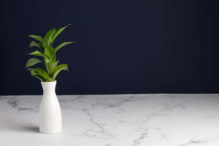 Vase with greens on natural white marble texture for design and art work. Blue wall interiors backdrop design.の写真素材
