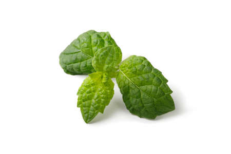 Fresh, green mint leaves on a white background. High quality photo. close up. Mint leaf. Organic...