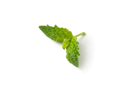 Fresh, green mint leaves on a white background. High quality photo. close up. Mint leaf. Organic...