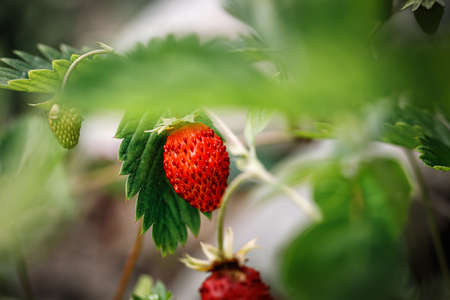Wild red ripe strawberry (fragaria vesca) in green summer garden. Woodland strawberries. Morning...