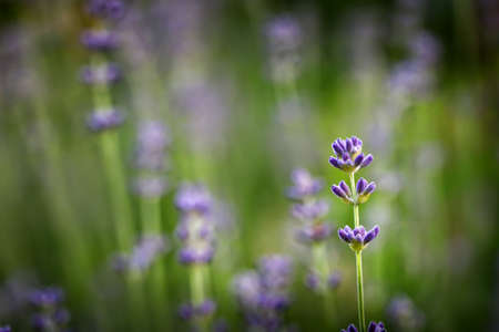 Branch of lavender with purple flowers in a lavender field, garden. Close up of lavender flowers against a green lawn.の写真素材