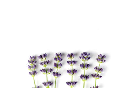 Lavender branches with purple flowers isolated on white background. top view.の写真素材