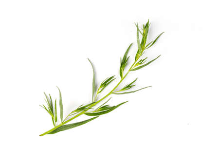 Tarragon or estragon isolated on a white background. Artemisia dracunculus. top view. herb. Tarragon leaves.の写真素材