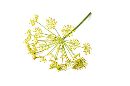 Blossoming branch of fennel isolated on a white background. Fresh dill flowers on white background....