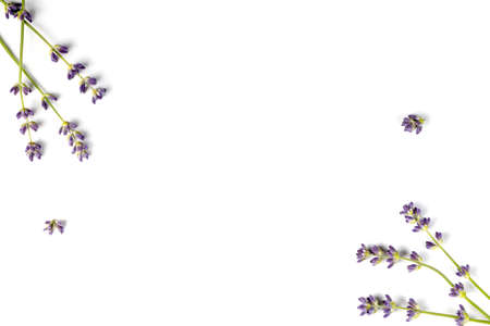 Lavender branch with purple flowers isolated on white background. top view. copyspace. Lavender flowers isolated.の写真素材
