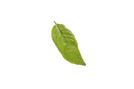 Cherry leaf isolated on a white background. Isolated leaf of cherry
